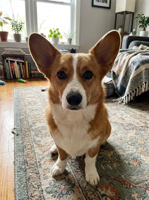 Phone photo of a Corgi (fictional)