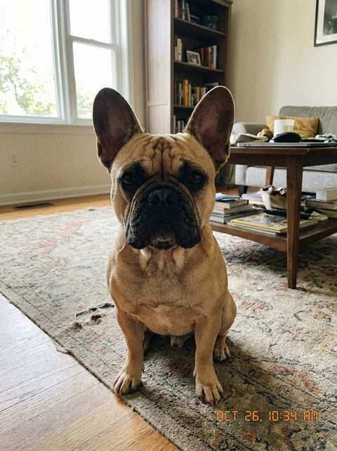 Phone photo of a French Bulldog (fictional)