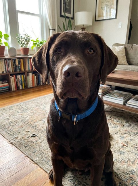 Phone photo of a Labrador Retriever (fictional)