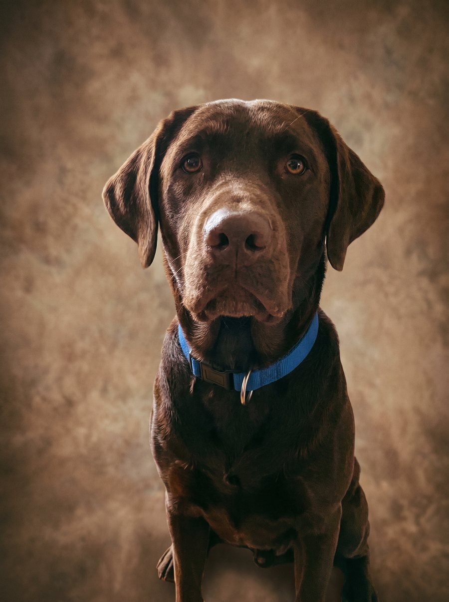 Vintage Studio Photo portrait of a Labrador Retriever