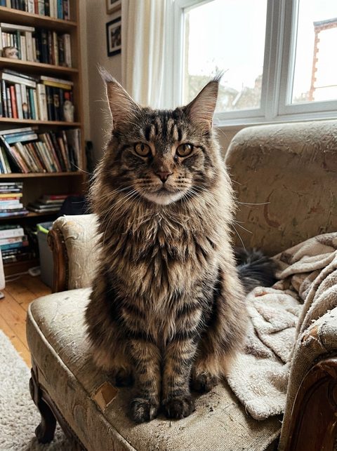 Phone photo of a Maine Coon (fictional)