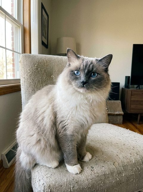 Phone photo of a Ragdoll (fictional)