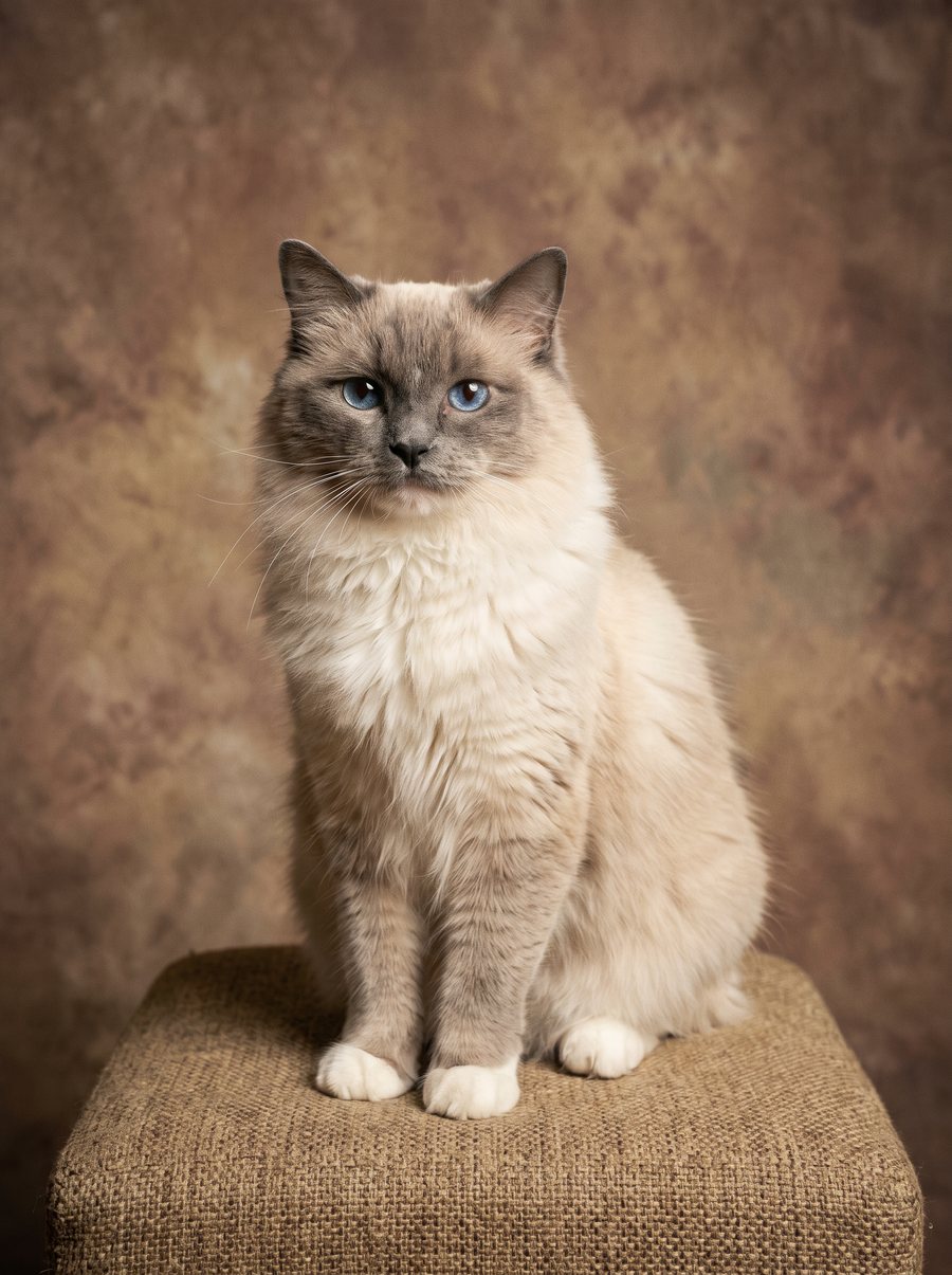 Vintage Studio Photo portrait of a Ragdoll